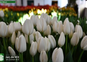 Tulipa Hakuun ® (2)